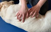 AniActive Massage